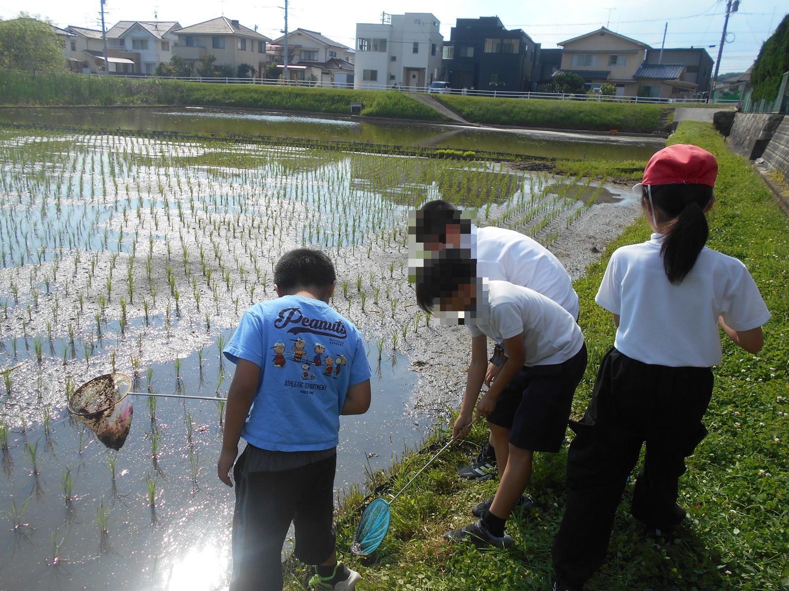 田植え体験